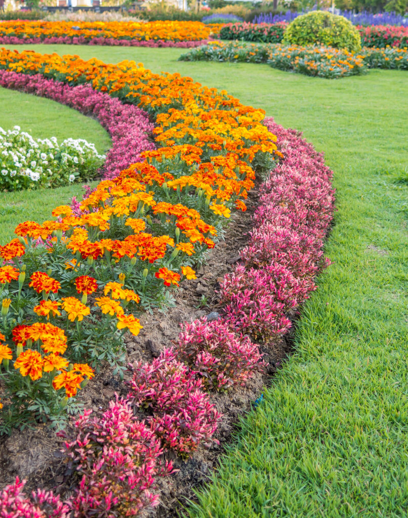 Cuidado de jardines Colmenar Viejo